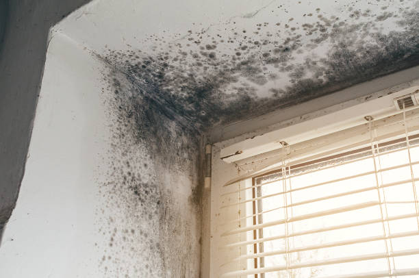 Affordable Mold Remediation solutions in Bunnlevel, NC
